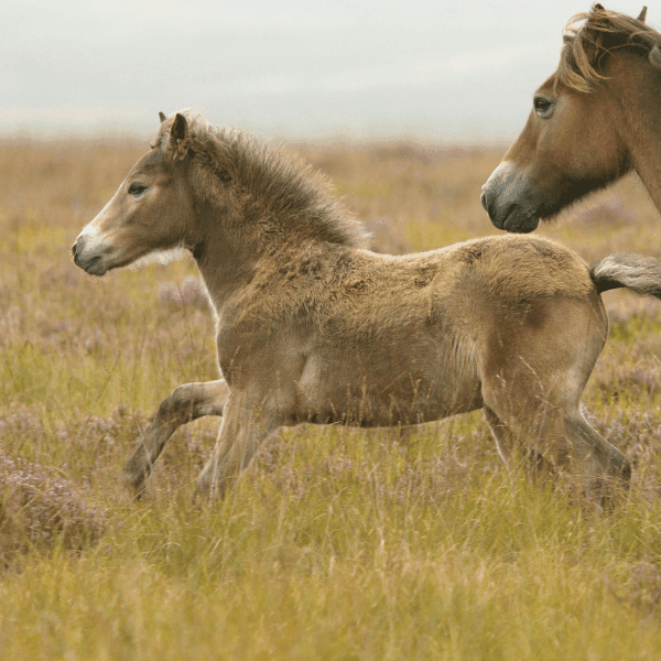 Horses on Exmoor
